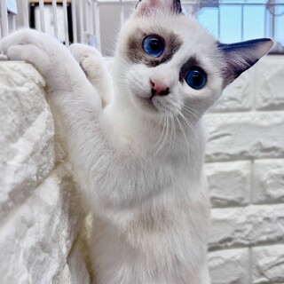 【11/23東日本橋】いつも一緒だよ♡幸楽ちゃん