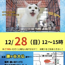 傘ねこふれあい譲渡会Vol33@鎌ヶ谷