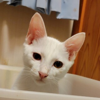 甘えん坊の暴れん坊 ♥ 朝まで一緒に寝ちゃう美男子