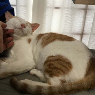 漁港出身なのにおっとり雄ねこ