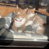 多頭飼育崩壊の猫たちの里親募集！【あんこ君】 サムネイル7