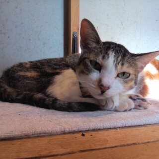 【1月17日譲渡会参加】三毛ちゃん、フタバちゃん