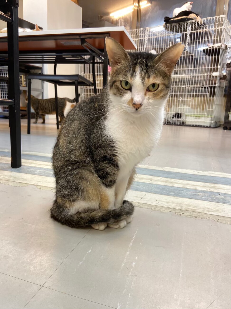 【4月18日譲渡会参加】三毛ちゃん、フタバちゃん サムネイル3