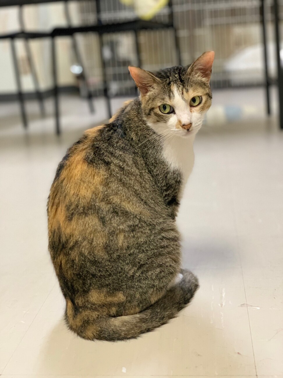 【4月18日譲渡会参加】三毛ちゃん、フタバちゃん サムネイル4