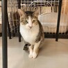 【4月18日譲渡会参加】三毛ちゃん、フタバちゃん サムネイル5