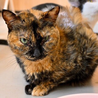 【1月17日譲渡会参加】サビ柄、琴音ちゃん