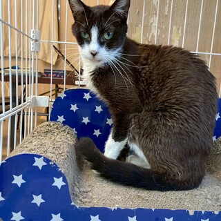 【1月17日譲渡会参加】白黒ハチワレのトーヤくん