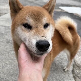 【緊急募集】柴犬3.4歳くらいのオス♂