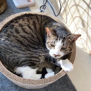 【1月17日譲渡会参加】キジ白猫のどんくん