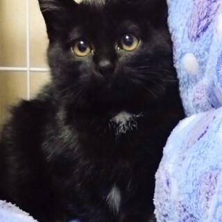 抱っこ大好き❤️ 黒猫子」徳島県 - 猫の里親募集(526493