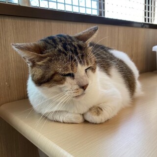 【1月17日譲渡会参加】キジ白猫のマルクルくん