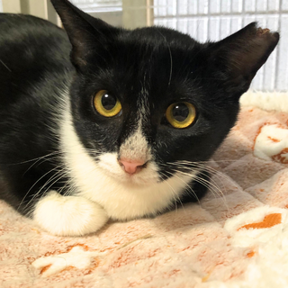 大人しいけど遊び好き抱っこもOKの白黒ベリーちゃん