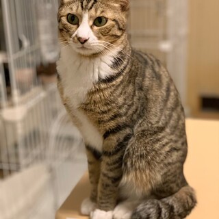 【1月17日譲渡会参加】キジ白のちびっこくん