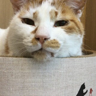 【1月17日譲渡会参加】茶白毛のカブくん