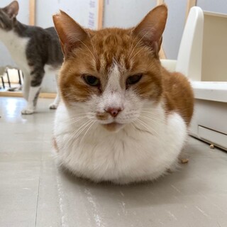 【1月17日譲渡会参加】茶白猫のりゅうくん