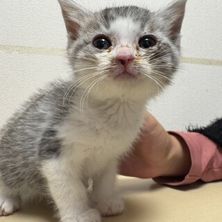 癒しの兄妹♡ サバ白猫　キロ君