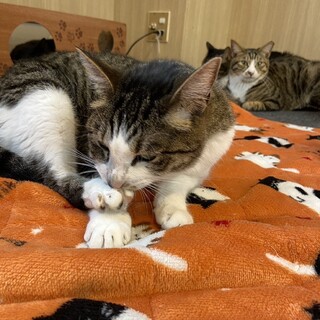 【1月17日譲渡会参加】キジ白のまるちゃん