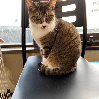 【1月17日譲渡会参加】キジ白猫のさつきちゃん