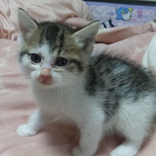 癒しの兄妹♡キジ白猫　ミンちゃん