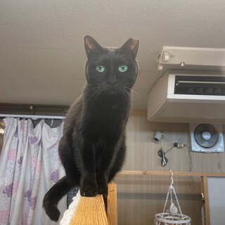 【1月17日譲渡会参加】黒猫のいつきちゃん