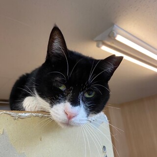 【1月17日譲渡会参加】白黒ハチワレのハニーちゃん