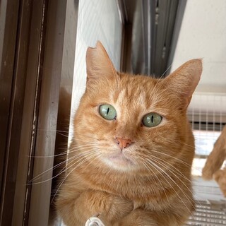 【1月17日譲渡会参加】茶トラ猫のミクちゃん