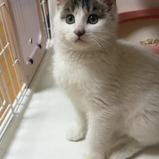 コロコロ丸い子犬の様な子猫！