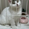 コロコロ丸い子犬の様な子猫！ サムネイル6