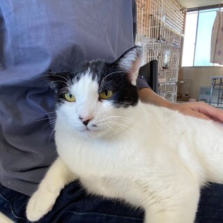 【1月17日譲渡会参加】白黒ハチワレのまめ福くん