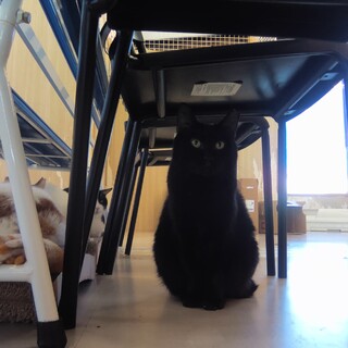 【1月17日譲渡会参加】ふっくらな黒猫かんなちゃん