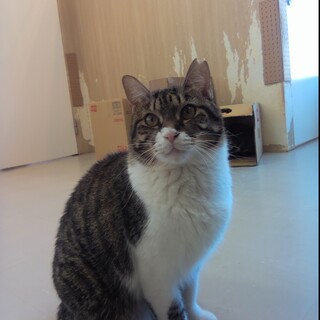 【1月17日譲渡会参加】キジ白の音々(ねね)ちゃん