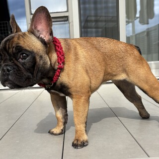 訳あり子犬の里親募集