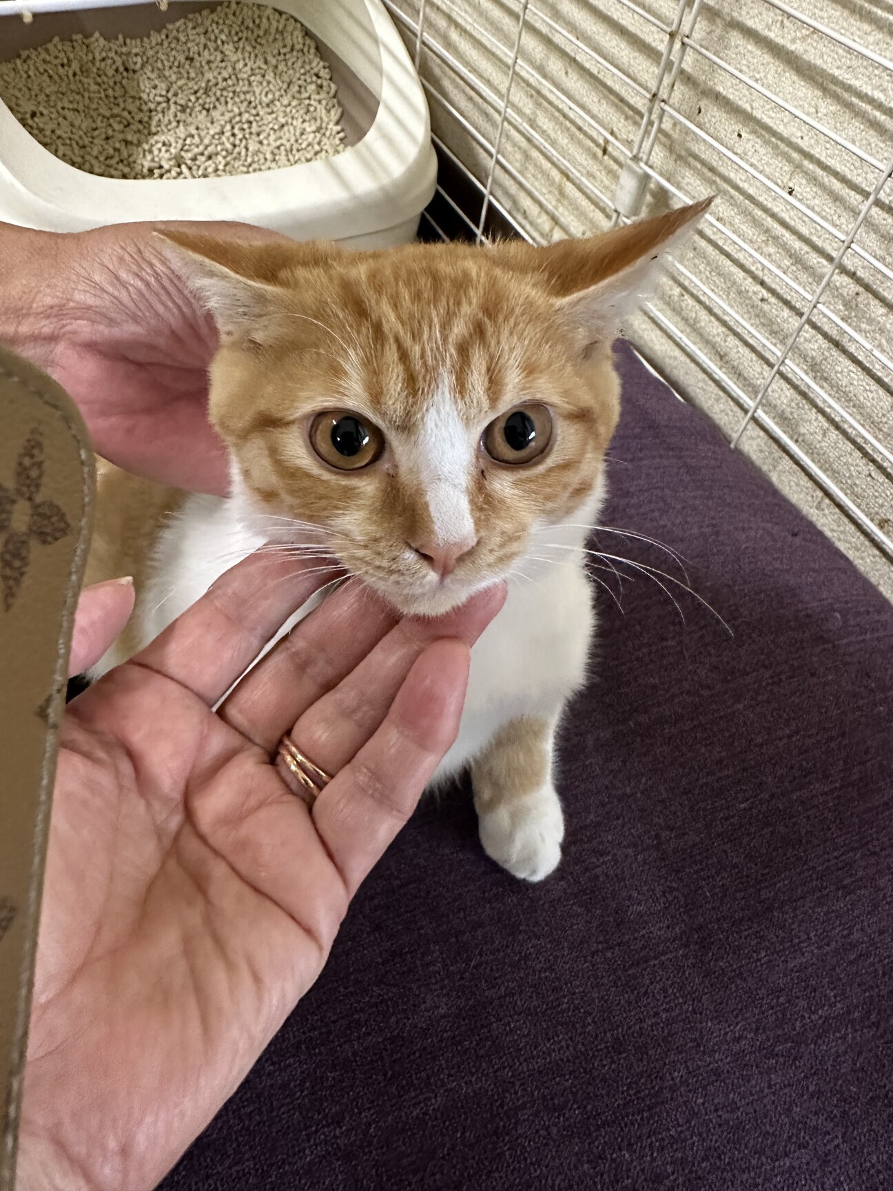 まん丸お顔の茶白君 サムネイル1