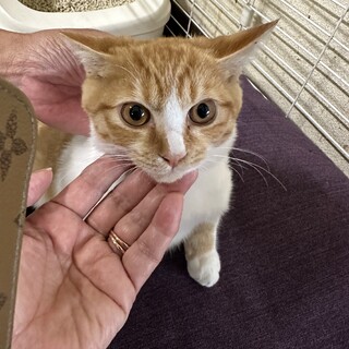 まん丸お顔の茶白君