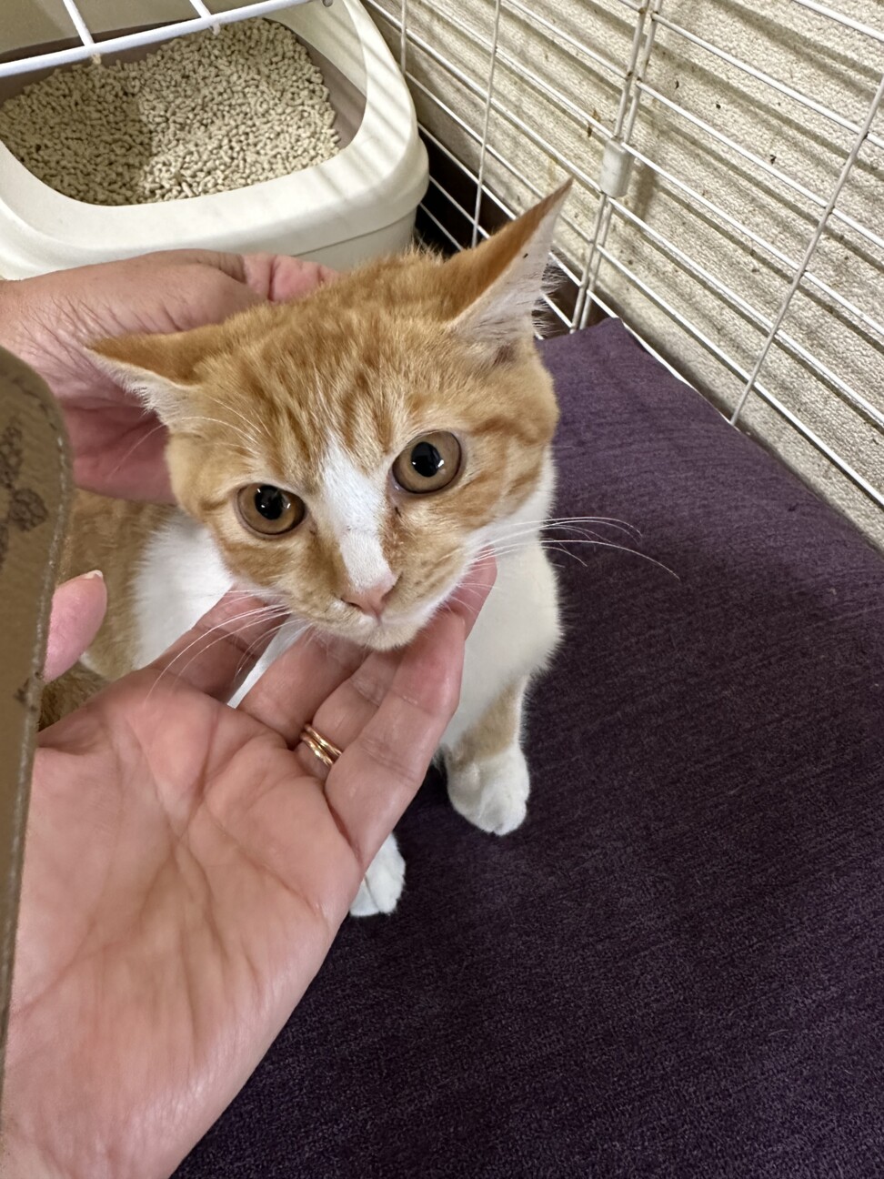 まん丸お顔の茶白君 サムネイル2