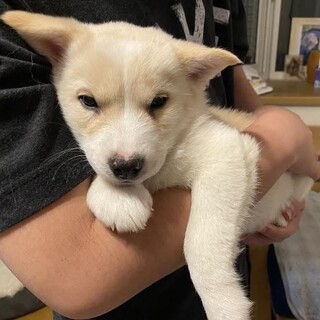 甘えん坊になってきた雑種の子犬にろく君