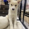甘えん坊になってきた雑種の子犬にろく君 サムネイル2