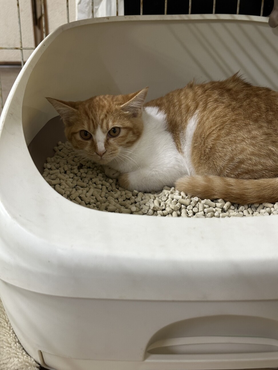 まん丸お顔の茶白君 サムネイル4