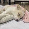 甘えん坊になってきた雑種の子犬にろく君 サムネイル3