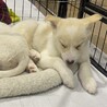 甘えん坊になってきた雑種の子犬にろく君 サムネイル4