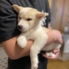 甘えん坊になってきた雑種の子犬にろく君 サムネイル5