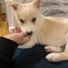 甘えん坊になってきた雑種の子犬にろく君 サムネイル6