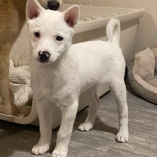 抱っこ好き雑種の子犬にしち君