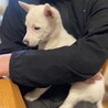 抱っこ好き雑種の子犬にしち君 サムネイル2