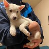 抱っこ好き雑種の子犬にしち君 サムネイル3