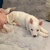 抱っこ好き雑種の子犬にしち君 サムネイル4
