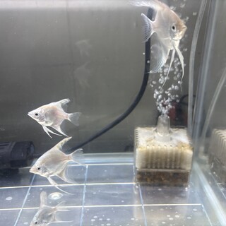 エンゼルフィッシュ 4匹