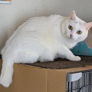 かなりポッチャリな美人白猫　メス