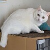 かなりポッチャリな美人白猫　メス