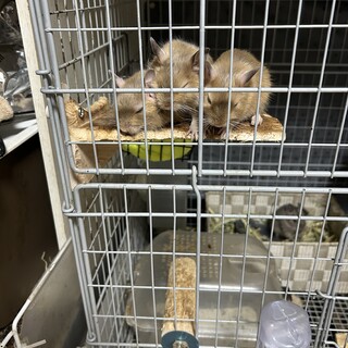 懐くと、虜になります。